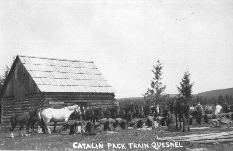 Cataline Pack Train