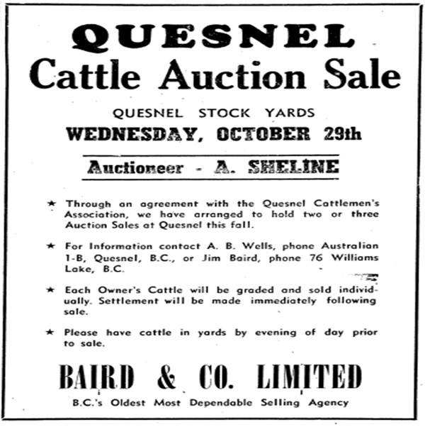 Quesnel Cattle Auction Sale